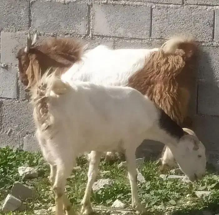 پازن درجم|حیوانات مزرعه|جم, |دیوار