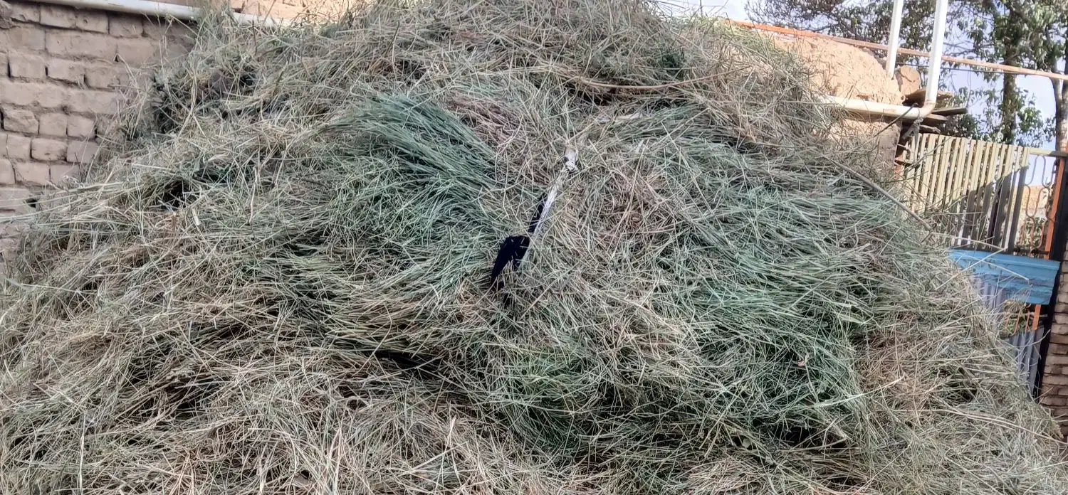 علف باغی و یونجه خورد شده|عمدهفروشی|آوج, |دیوار