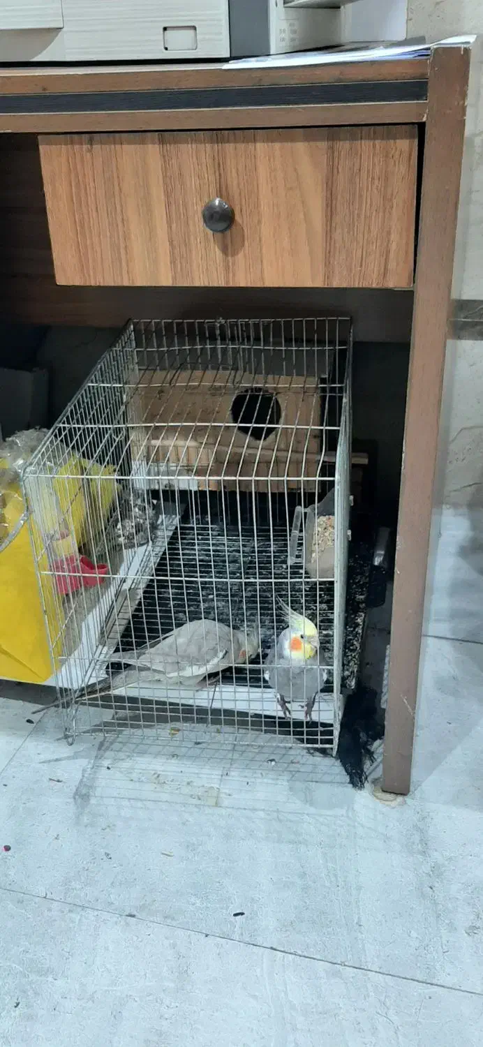 عروس|پرنده|رشت, شهرک صبا|دیوار