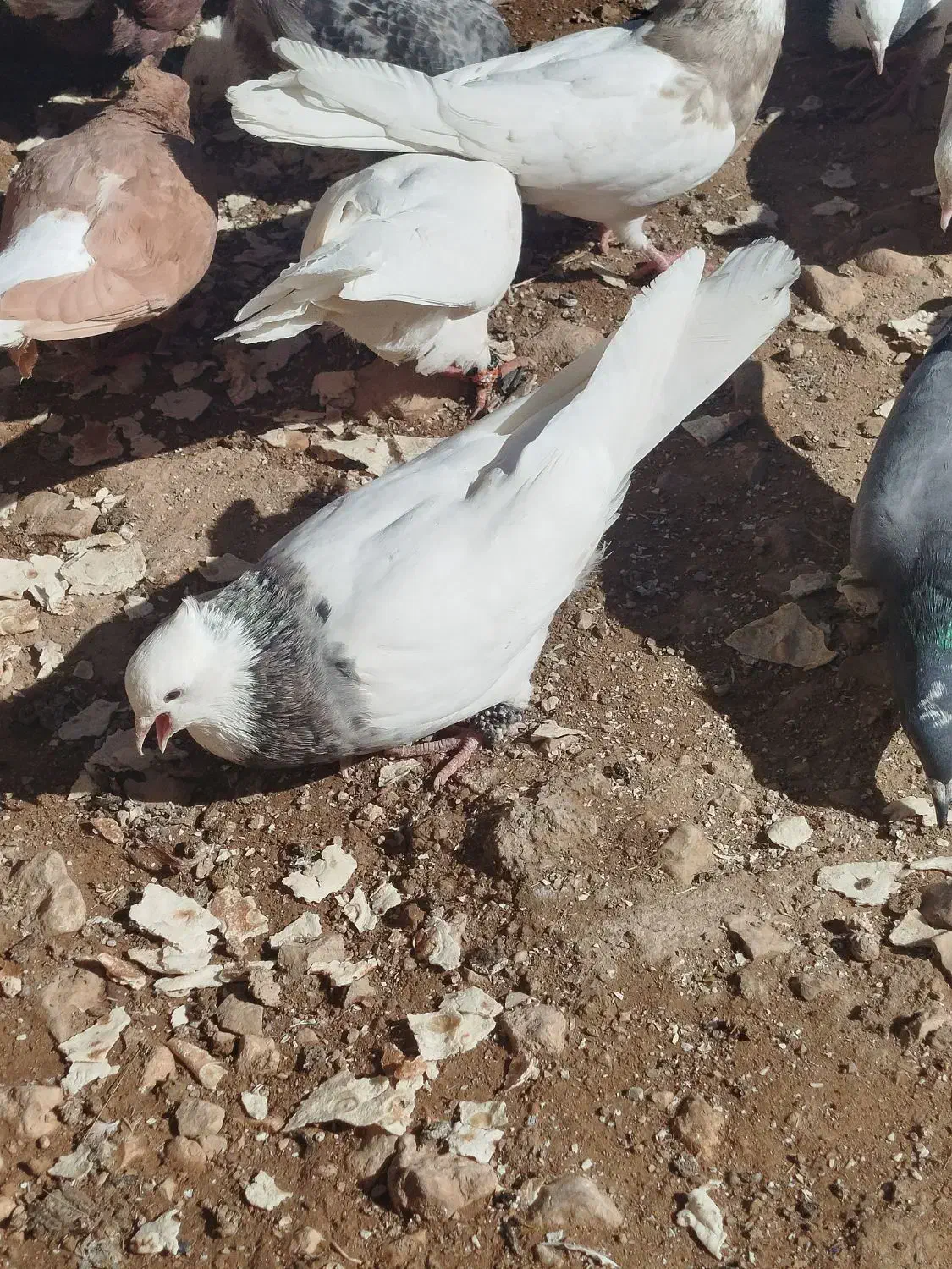 کبوتر طوقی و دمبی ماده|پرنده|دوگنبدان, |دیوار