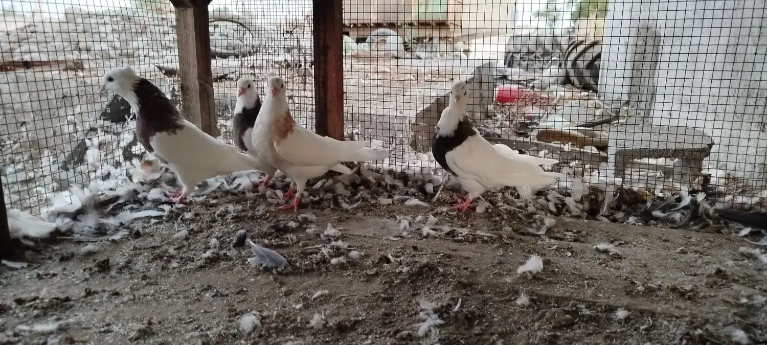 فروش جوجه کفتر طوقی|پرنده|قلعه قاضی, |دیوار