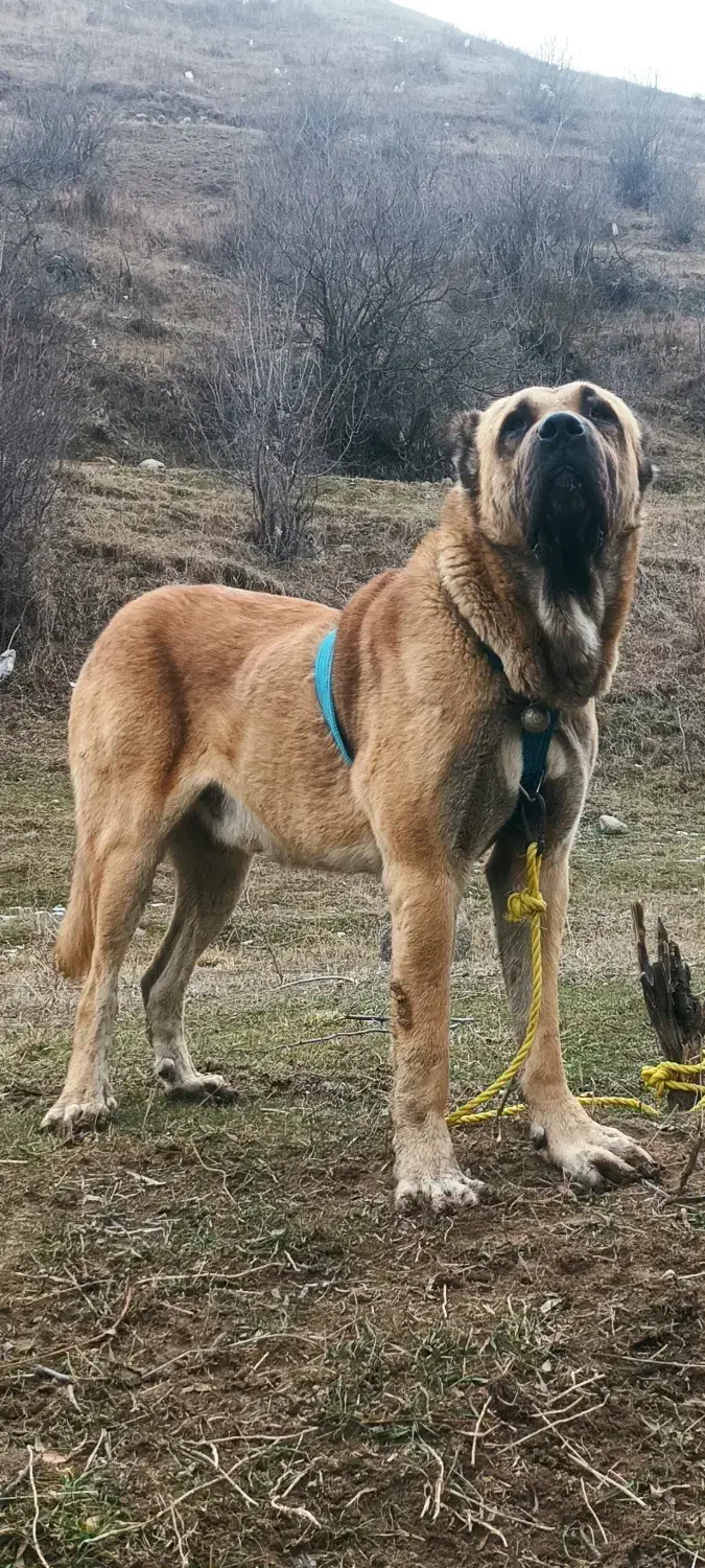 سگ سرابی ۳سال نیم چهارستون بدن سالم|سگ|اردبیل, |دیوار