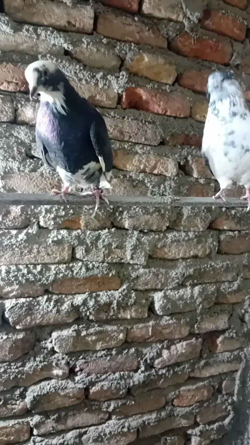 کفتر تهرانی|پرنده|بروجرد, |دیوار