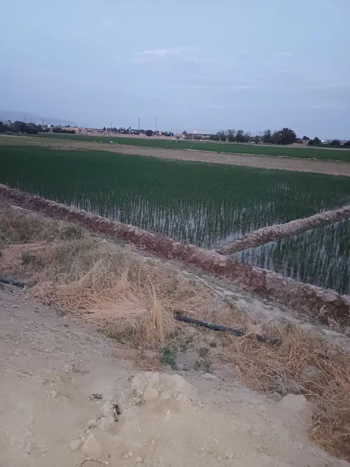 اجاره زمین کشاورزی|اجارهٔ دفتر صنعتی، کشاورزی، تجاری|مرودشت, رامجرد یک|دیوار