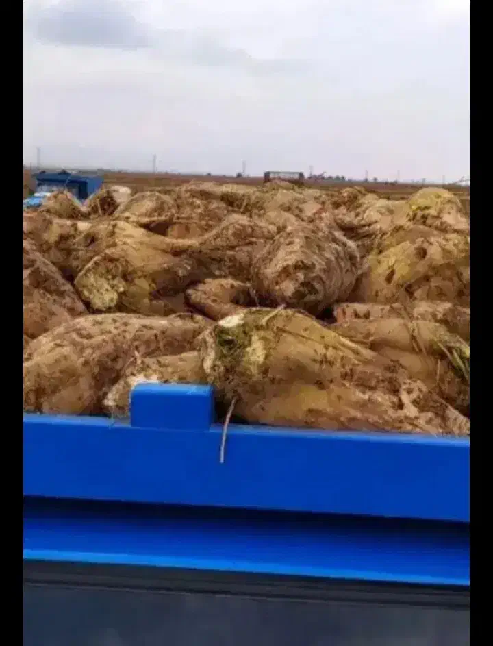 چغندر قند|عمدهفروشی|تربت جام, معدآباد|دیوار