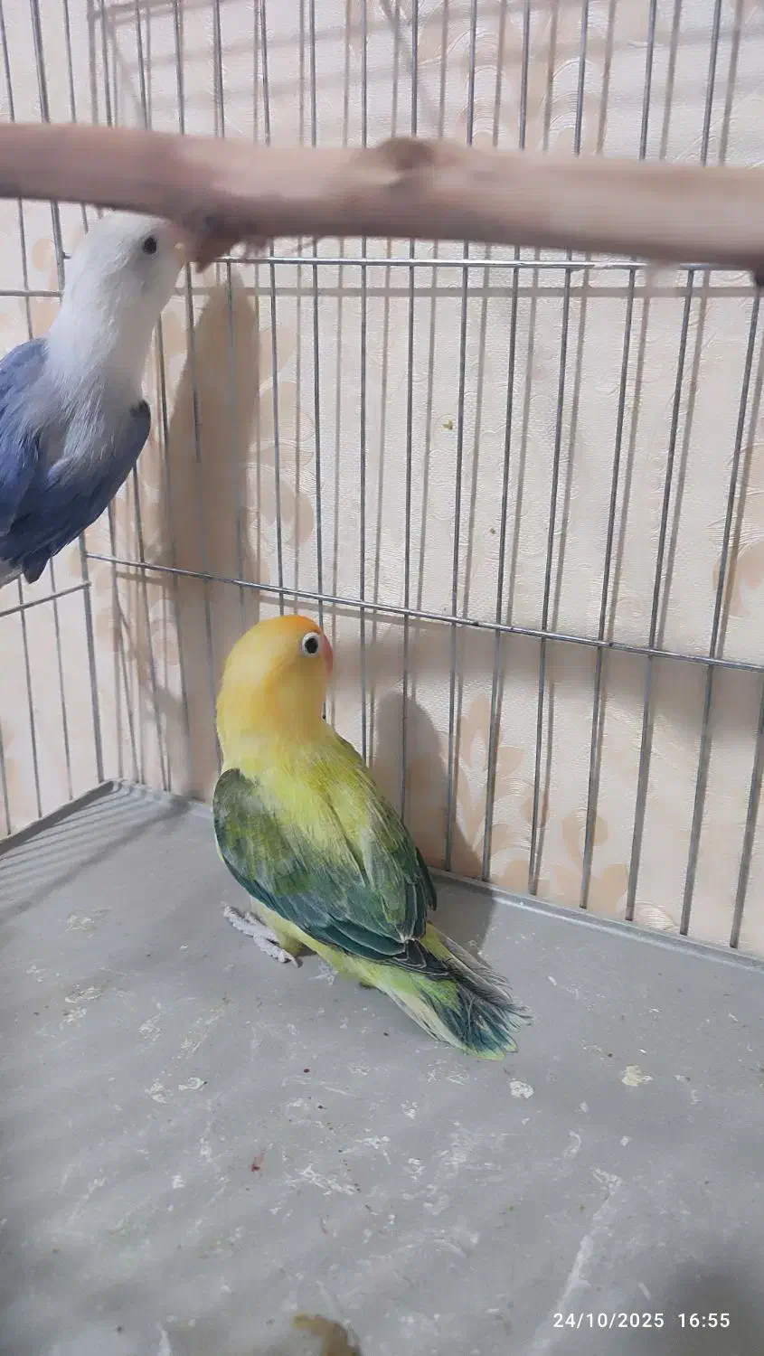 طوطی برزیلی|پرنده|زاهدان, |دیوار