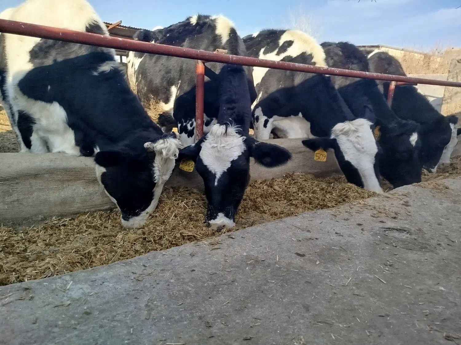 گاو گوساله گاو شیری|حیوانات مزرعه|اصفهان, براآن شمالی|دیوار