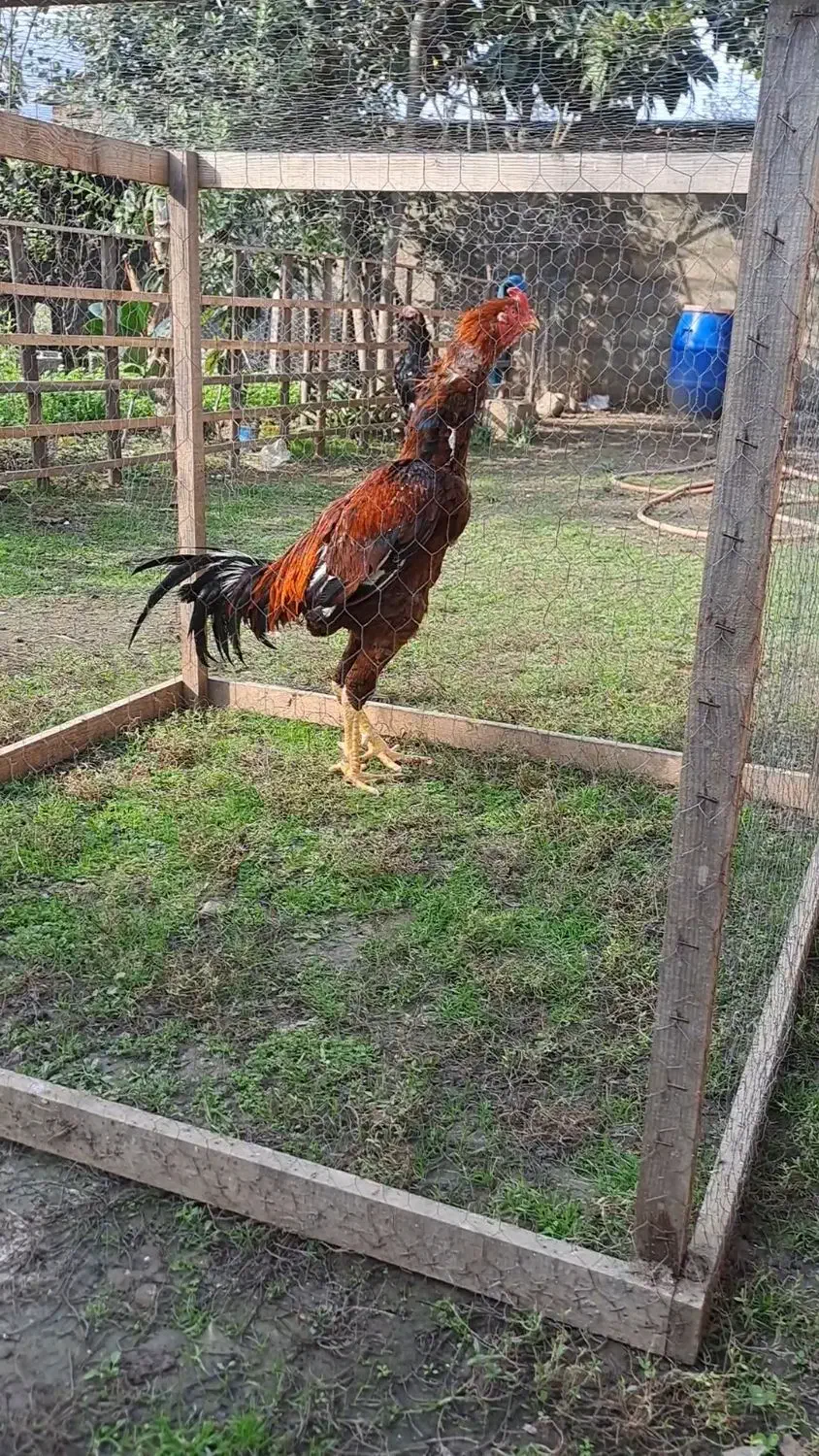 خروس لاری|حیوانات مزرعه|اسالم, |دیوار