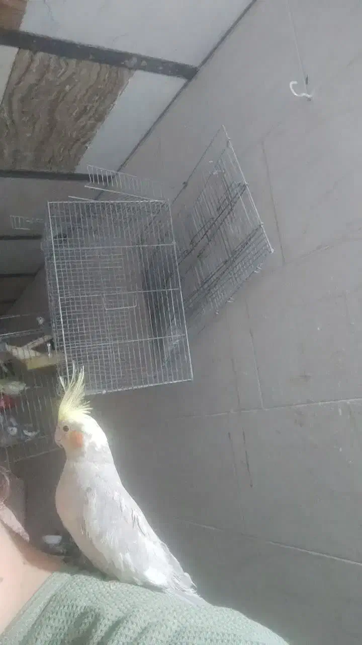 هلندی نر آهویی ابلغ فول دستی سخنگو(حتمامتن بخانید)|پرنده|شاهین‌شهر, شهرک گلدیس|دیوار