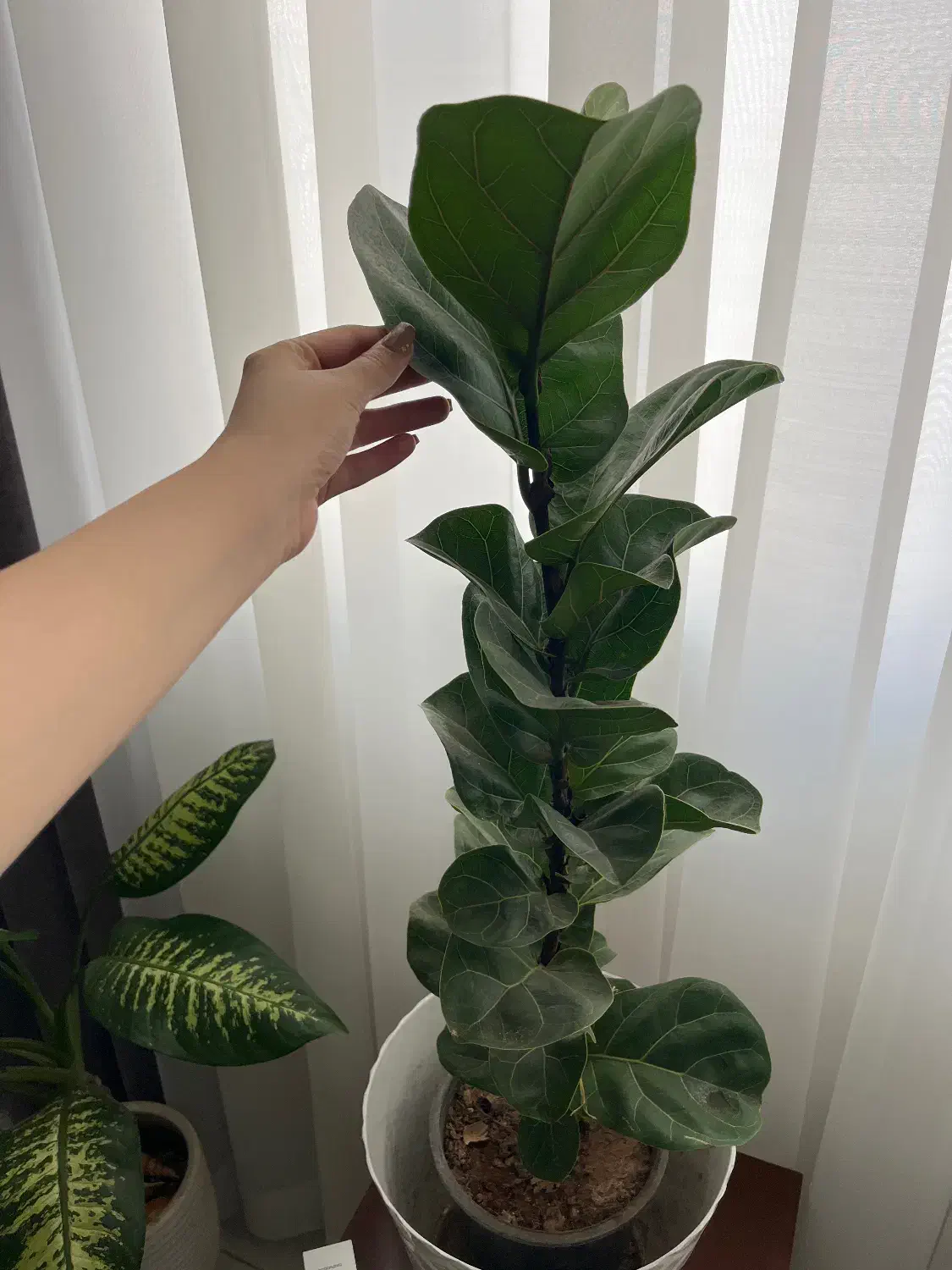 گل فیکوس لیراتا|گل و گیاه طبیعی|محمدشهر, ولدآباد|دیوار