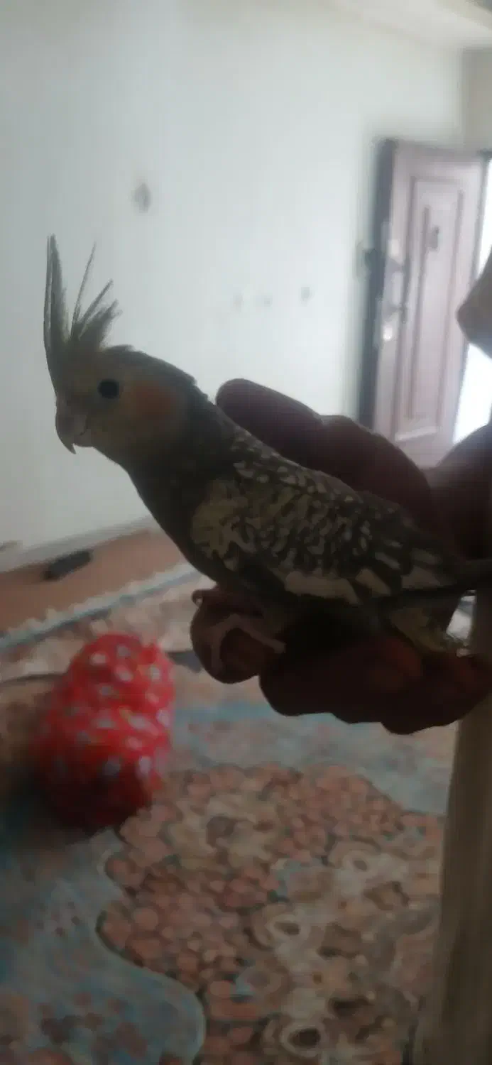 عروس هلندی|پرنده|کرج, شهرک سهرابیه|دیوار