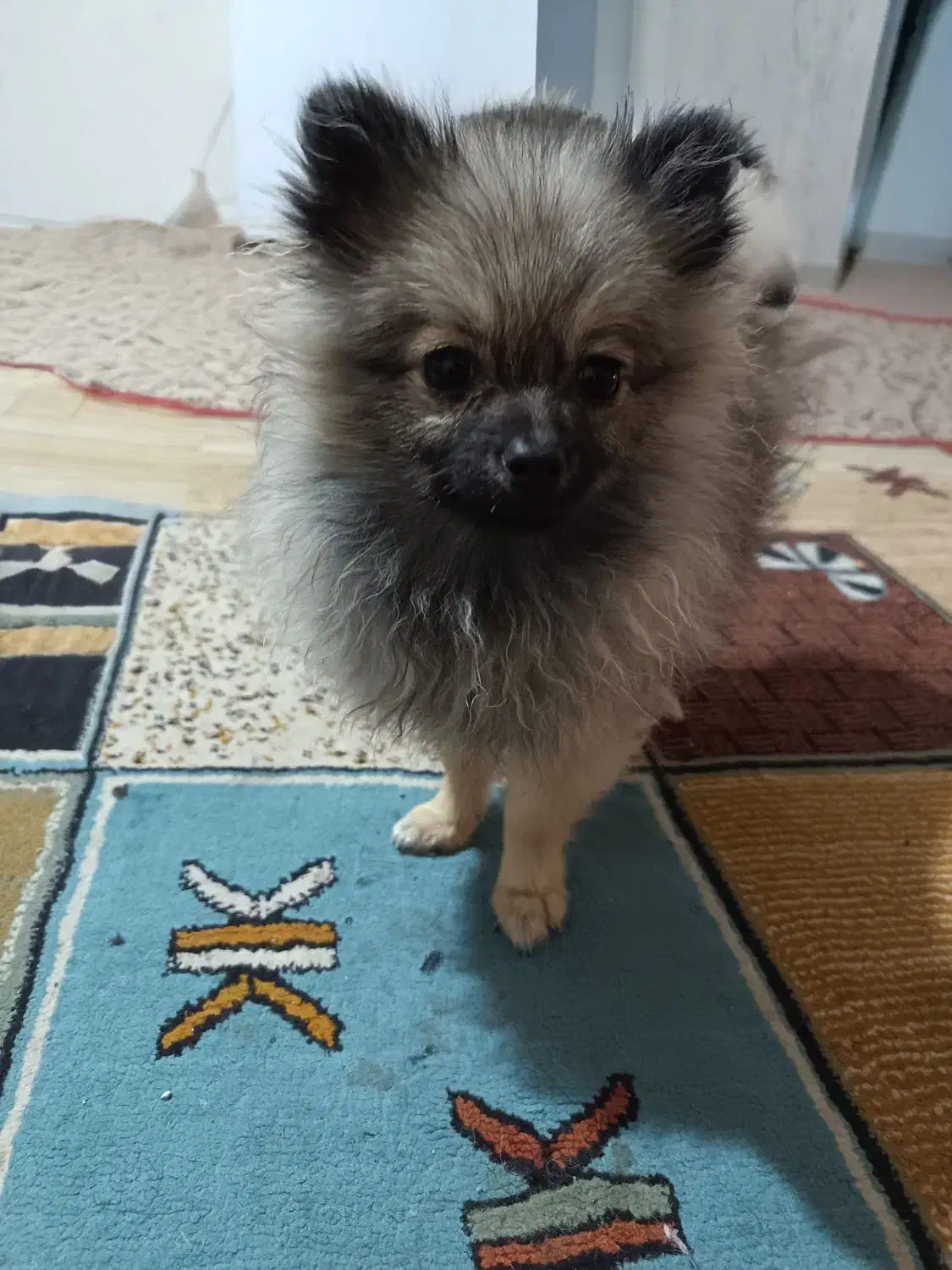 واگزاری سگ پامر خرسی|سگ|شیراز, نصر|دیوار