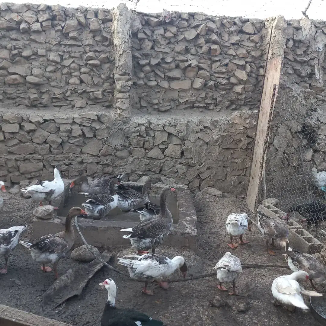 غاز بزرگ برای فروش|حیوانات مزرعه|کازرون, |دیوار