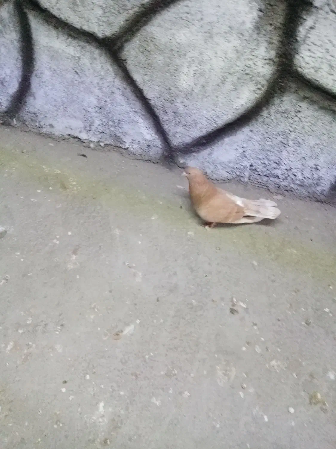 نر زرد روزگاری اصیل.|پرنده|مبارکه, |دیوار