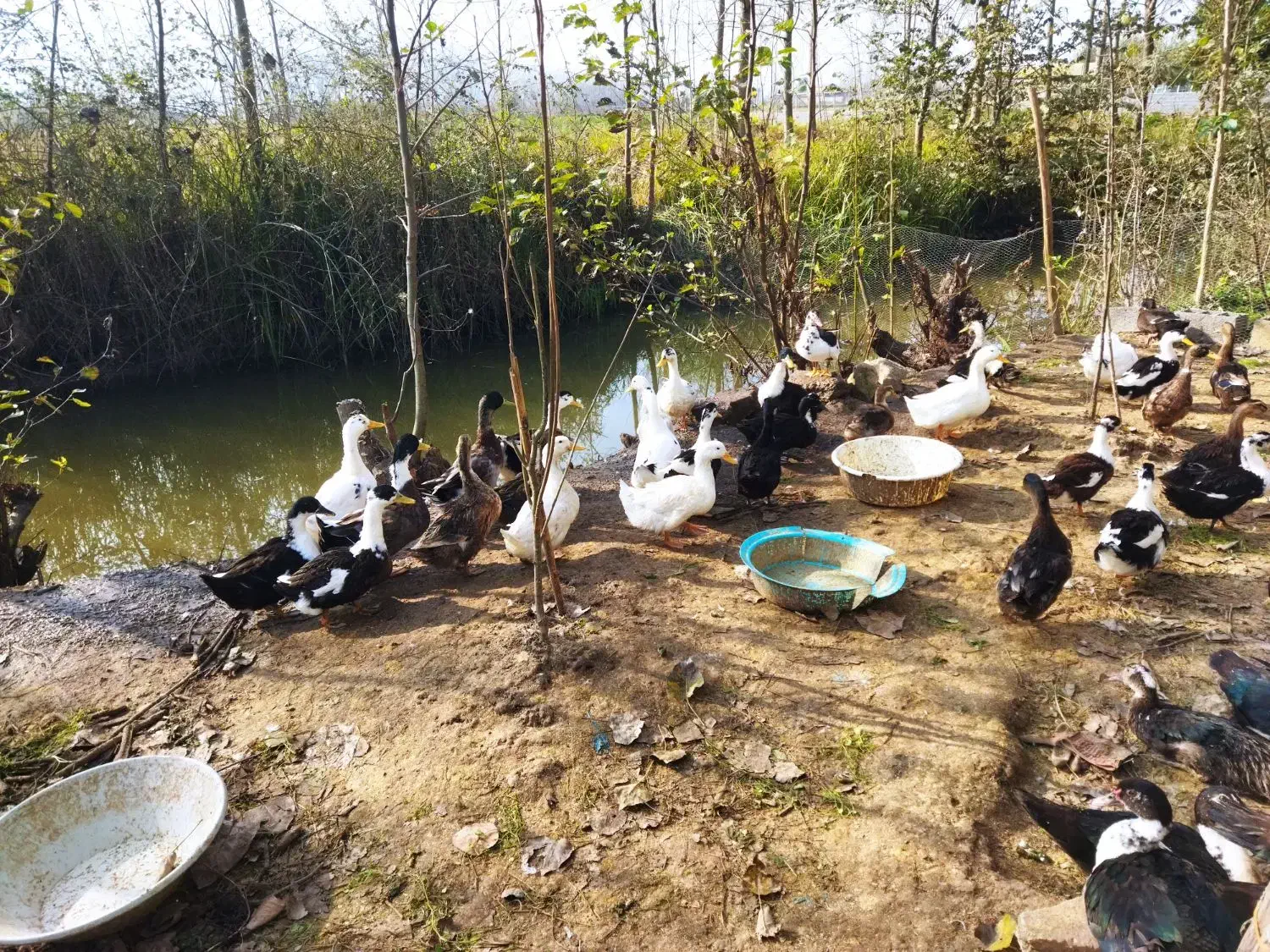 فروش تعدادی از اردک های گوشتی|حیوانات مزرعه|لنگرود, |دیوار