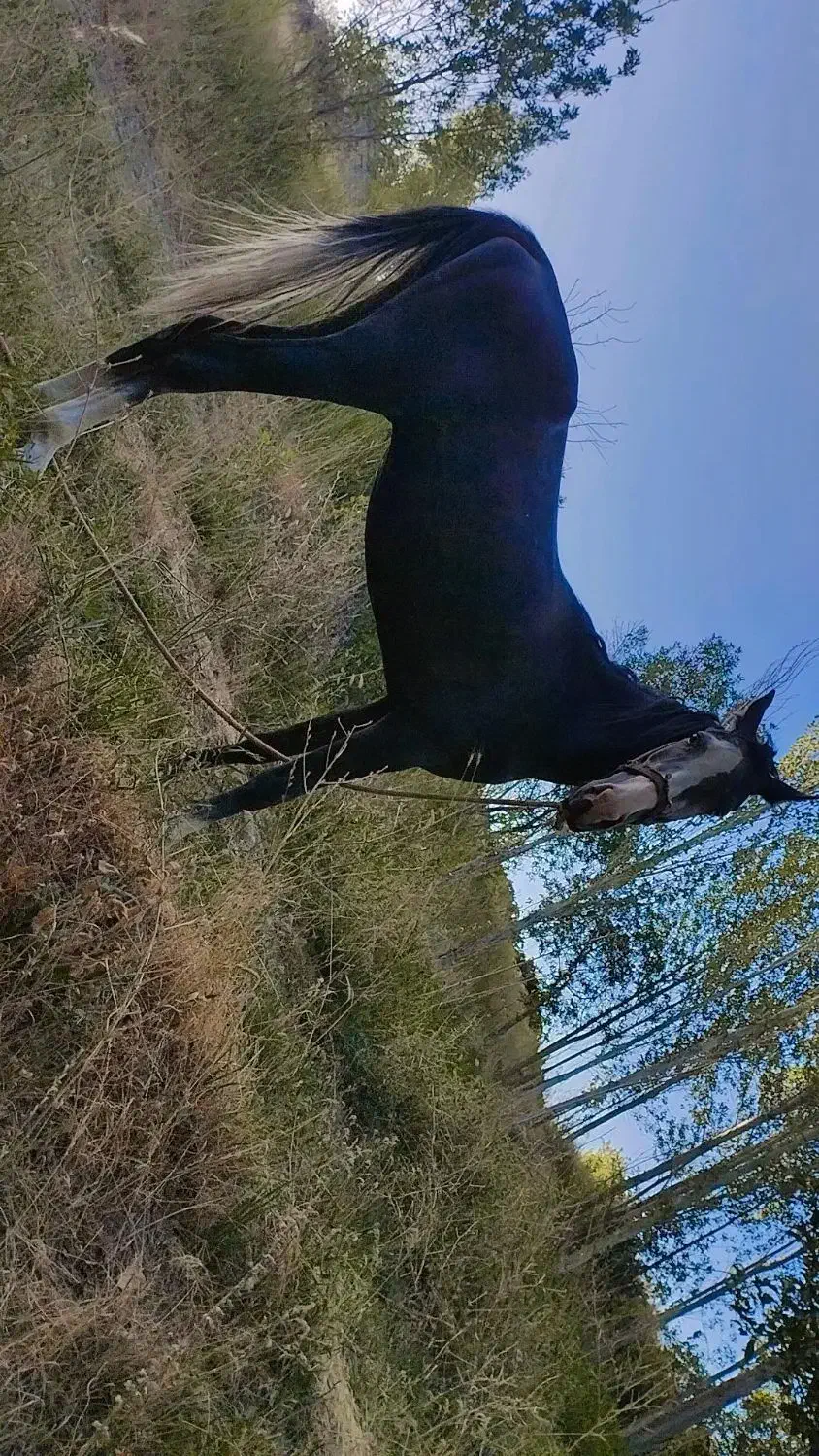 اسب|اسب و تجهیزات اسبسواری|کمیجان, |دیوار