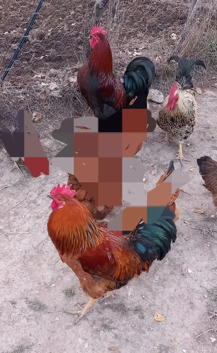 خروس|پرنده|گلی داغ, |دیوار