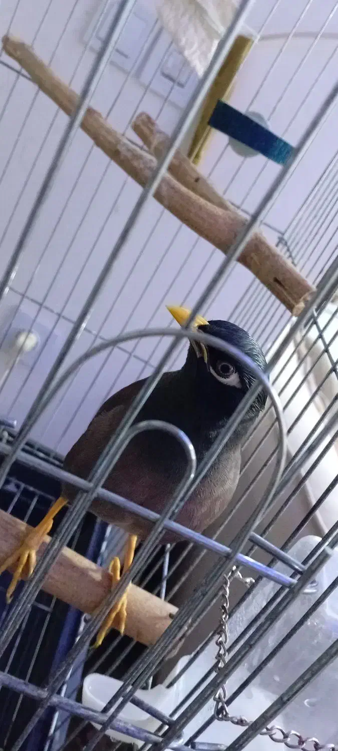 مرغ مینام رفته|حیوانات|ملارد, |دیوار