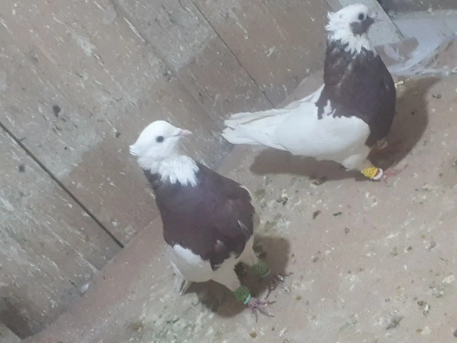 طوقی جفتی معاوضه|پرنده|مرودشت, ثبت احوال|دیوار