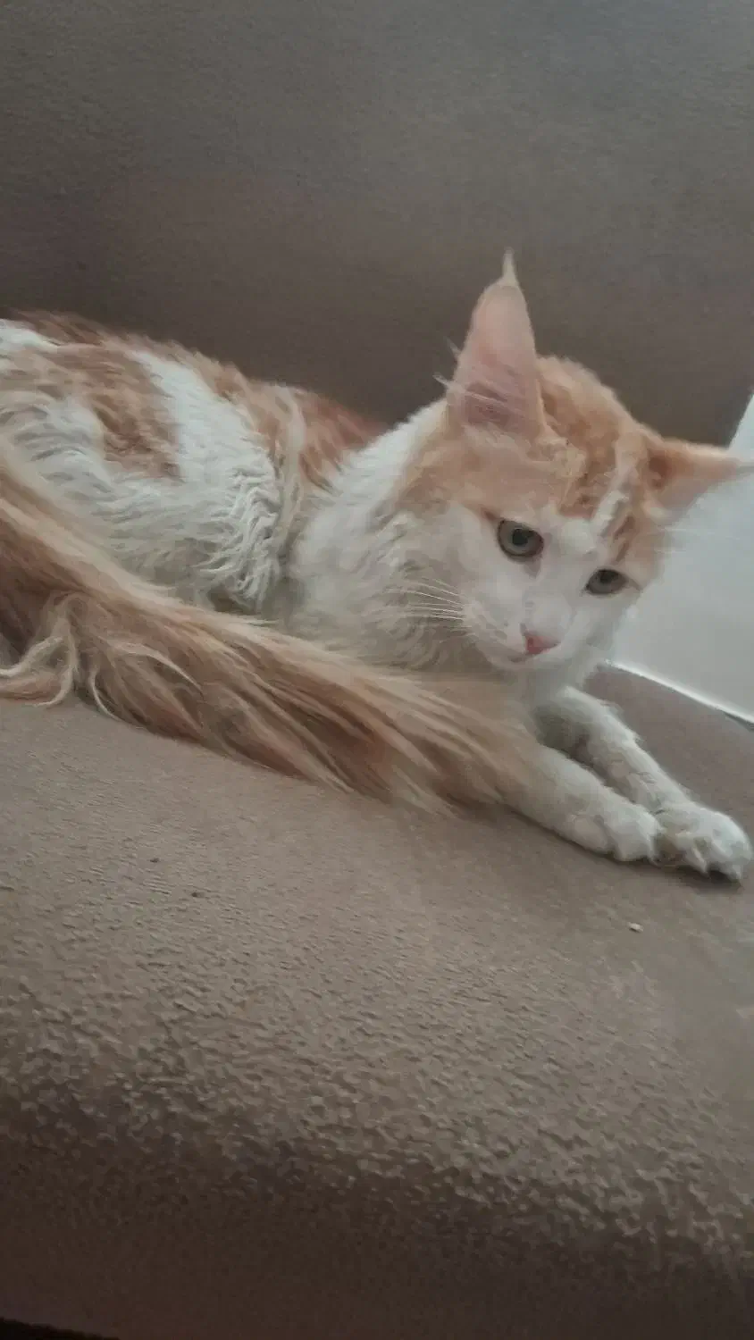 گربه میکس پرشین واگذار می شود|گربه|شاهین‌شهر, پارک بانک استان|دیوار