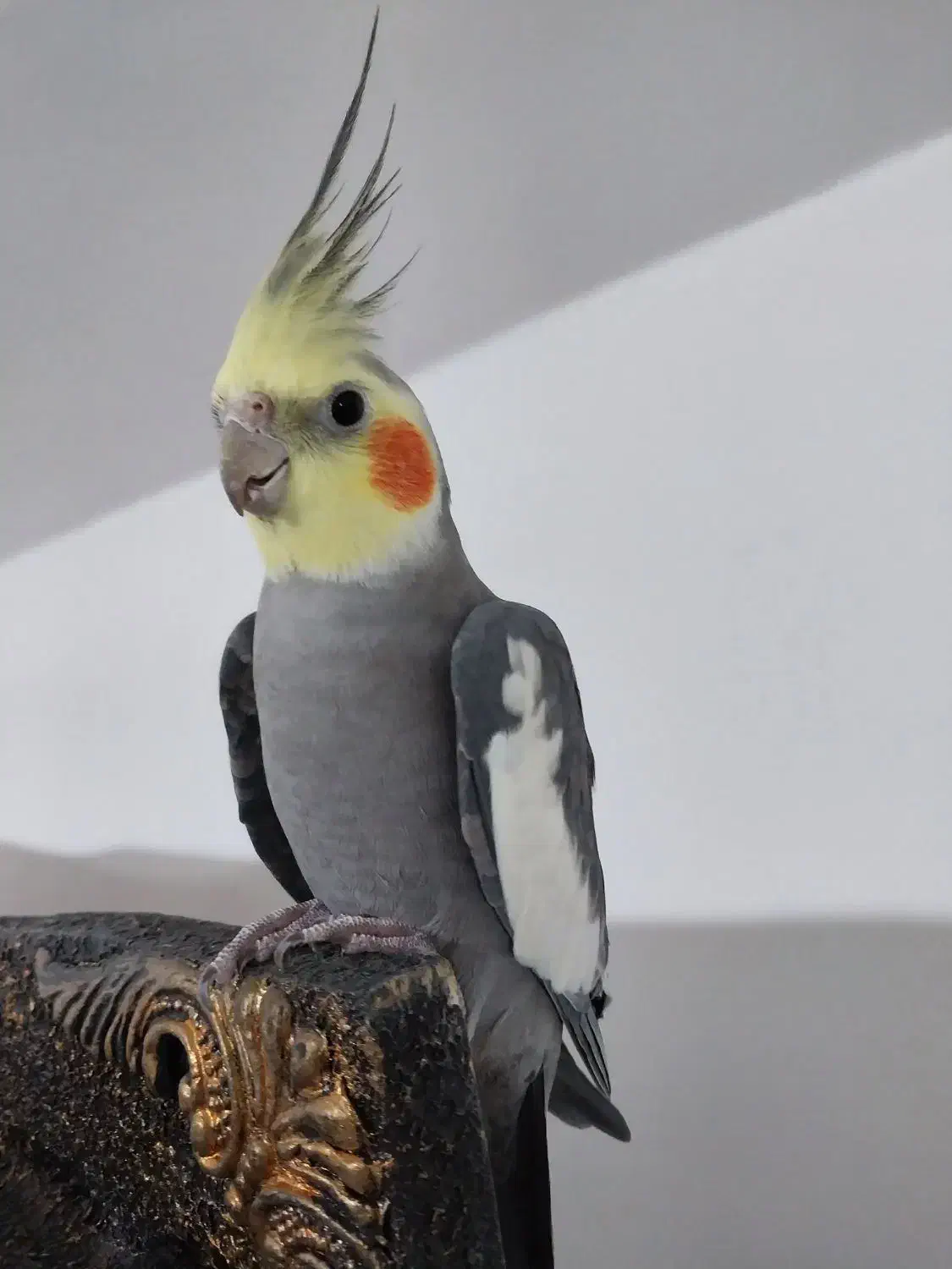 عروس‌هلندی سینامون نر کاملا اهلی|پرنده|مراغه, |دیوار