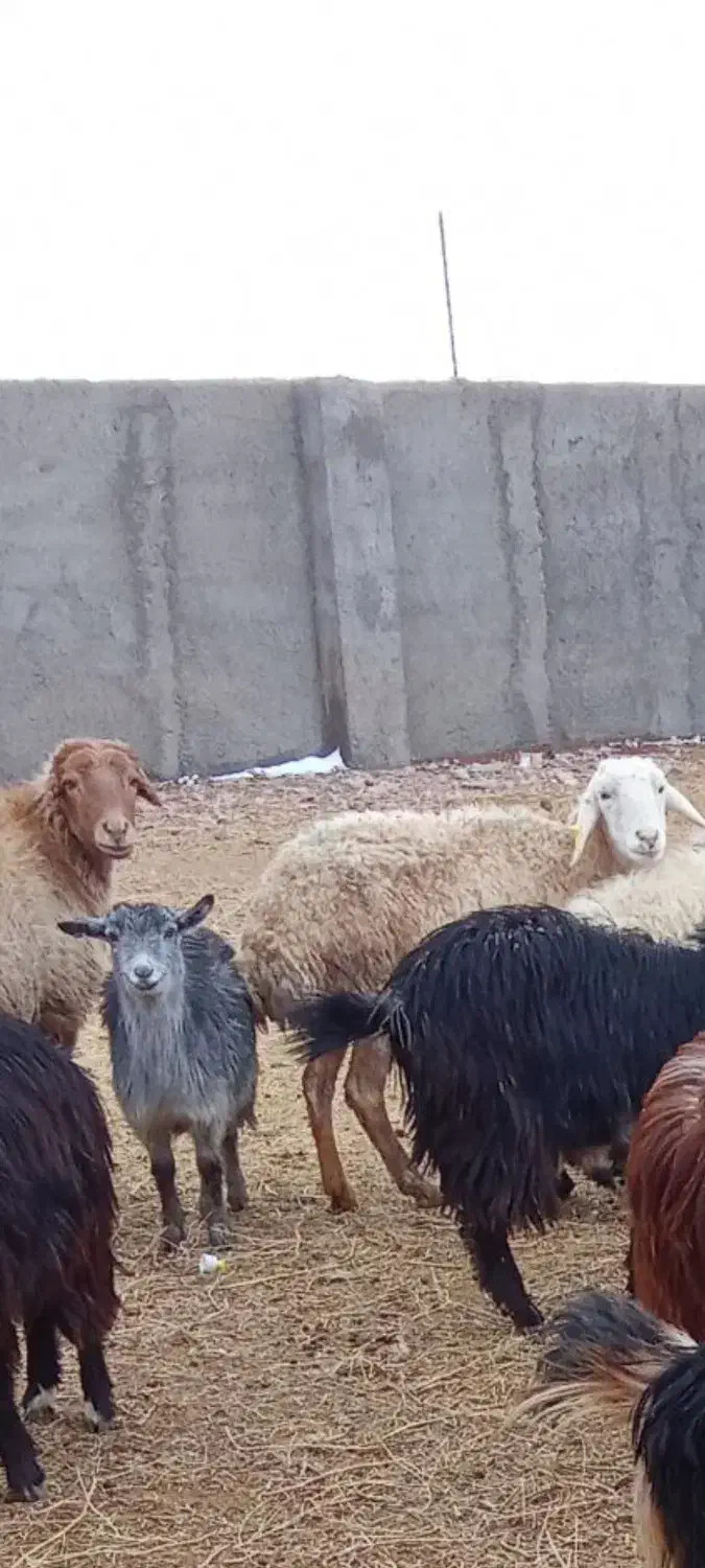 میش وبز دورگ|حیوانات مزرعه|سده (خراسان جنوبی), |دیوار