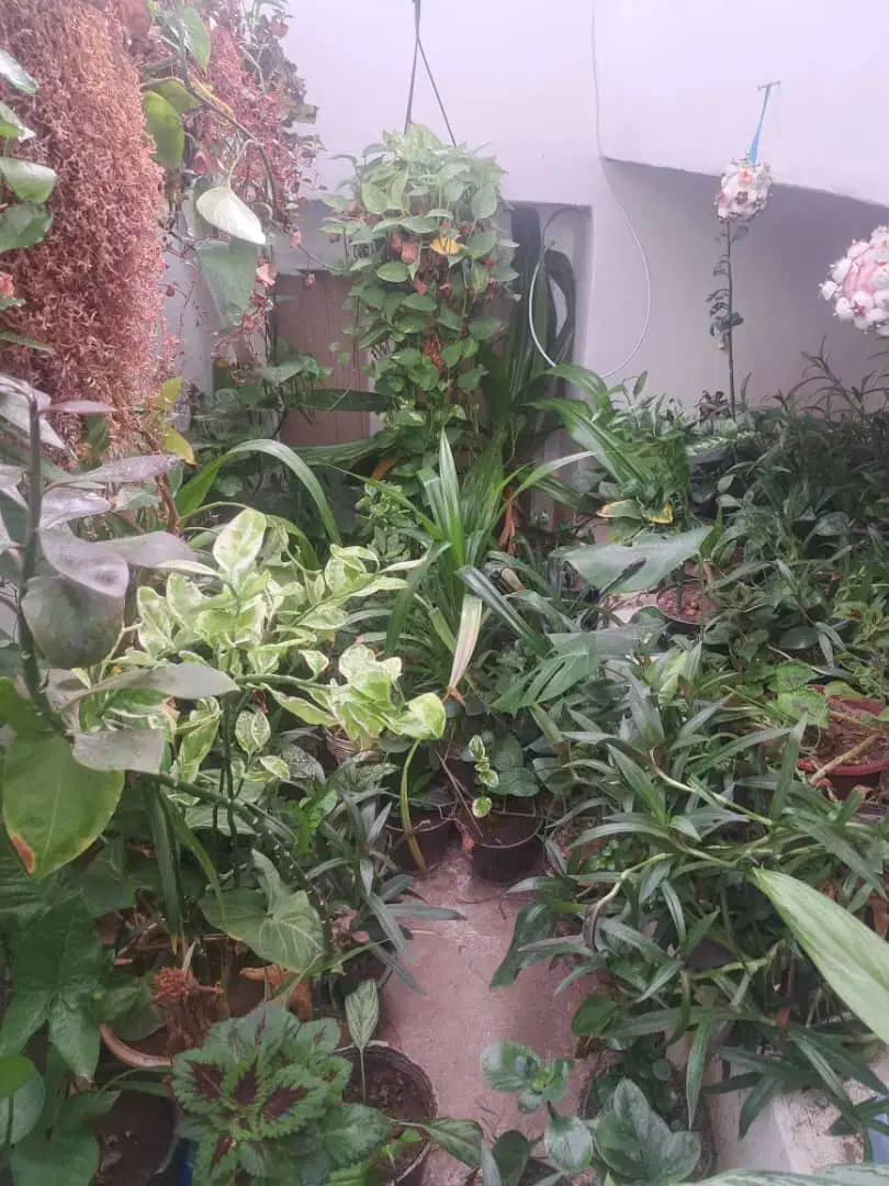 گل های آپارتمانی قیمت مناسب|گل و گیاه طبیعی|داراب, |دیوار