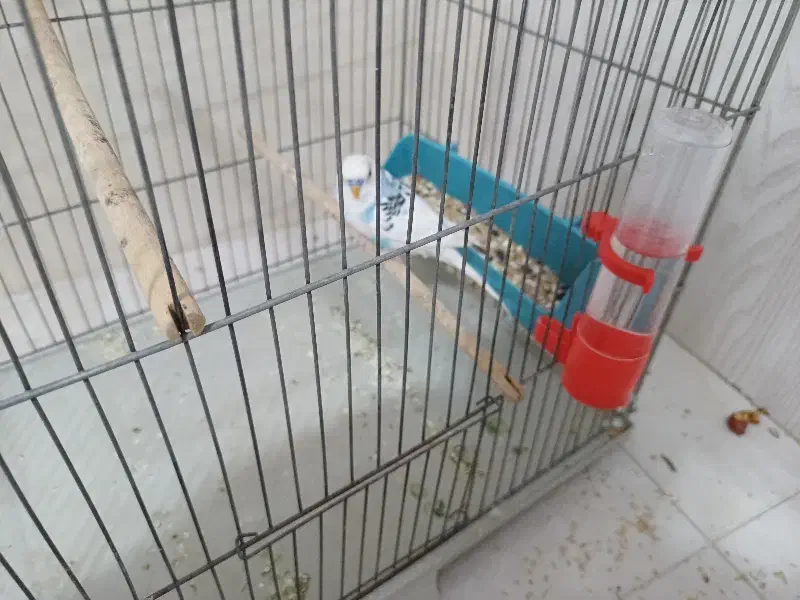 مرغ عشق|پرنده|مبارکه, |دیوار