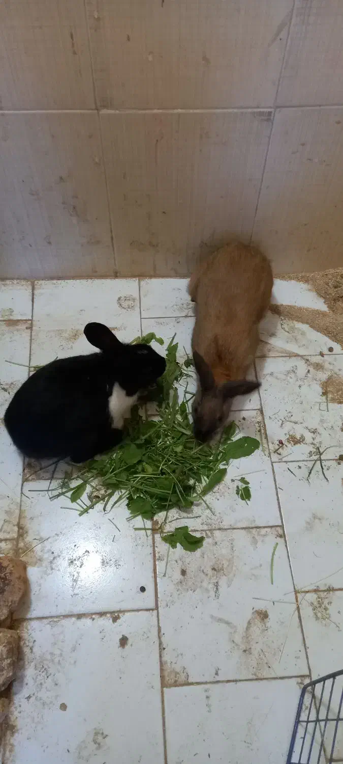 خرگوش یک جفت نر و ماده|موش و خرگوش|ساری, |دیوار