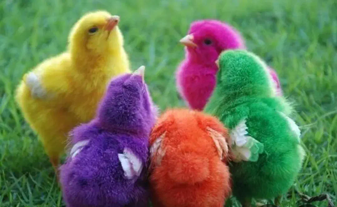 جوجه عید|حیوانات مزرعه|شیروان (خراسان), |دیوار