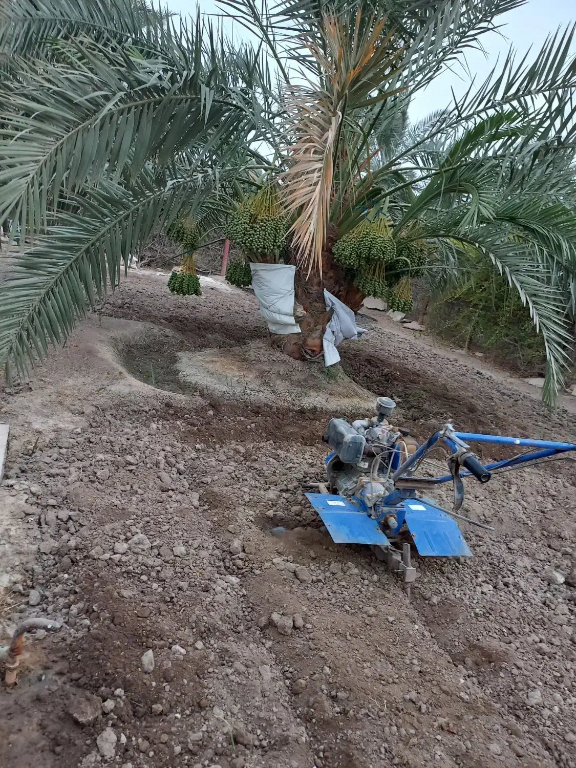 شخم زدن زمین با دستگاه تیلر و امور باغبانی|خدمات باغبانی و درختکاری|آبادان, |دیوار