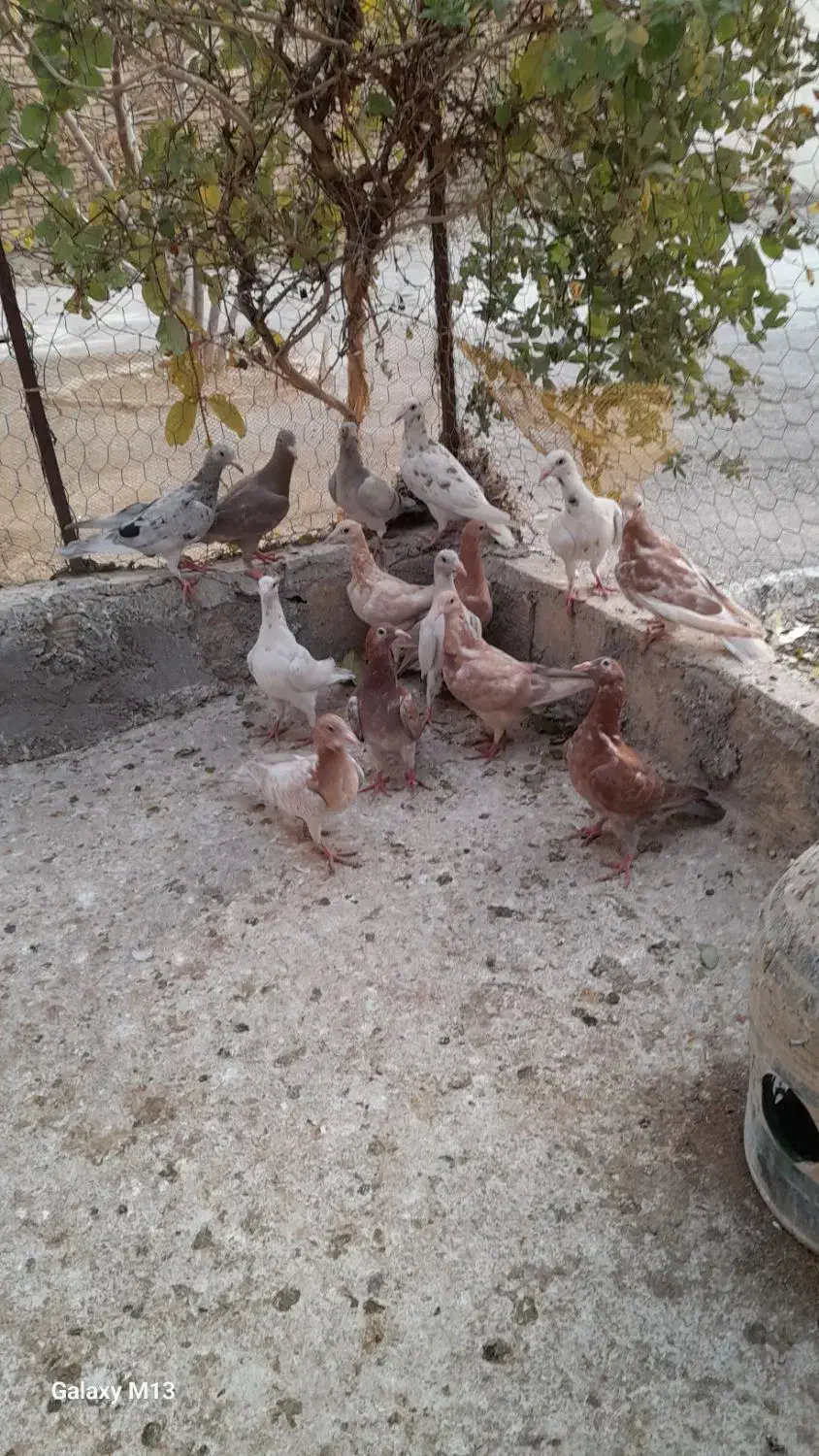 جوجه نامبروطوقی|پرنده|همدان, |دیوار