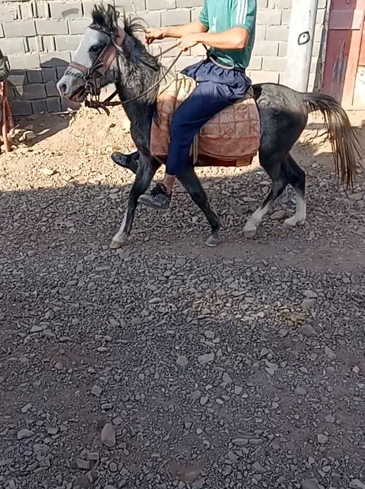 اسب|اسب و تجهیزات اسب‌سواری|تربت جام, میان جام|دیوار