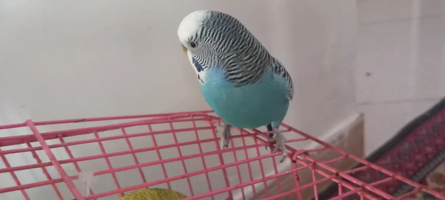 یک جفت مرغ عشق سالم وجوان وبالغ۴۵۰ تومان|پرنده|دماوند, مسکن مهر گیلاوند|دیوار