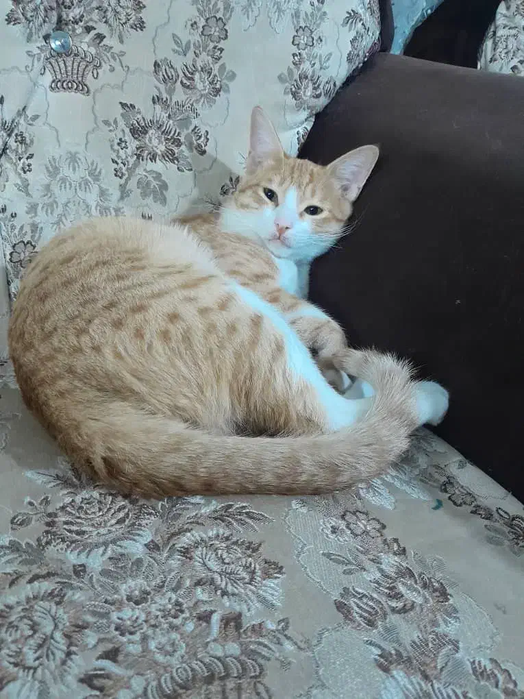 واگذاری رایگان سه عدد گربه خانگی|گربه|هشتگرد, فاز ۱ مهستان|دیوار