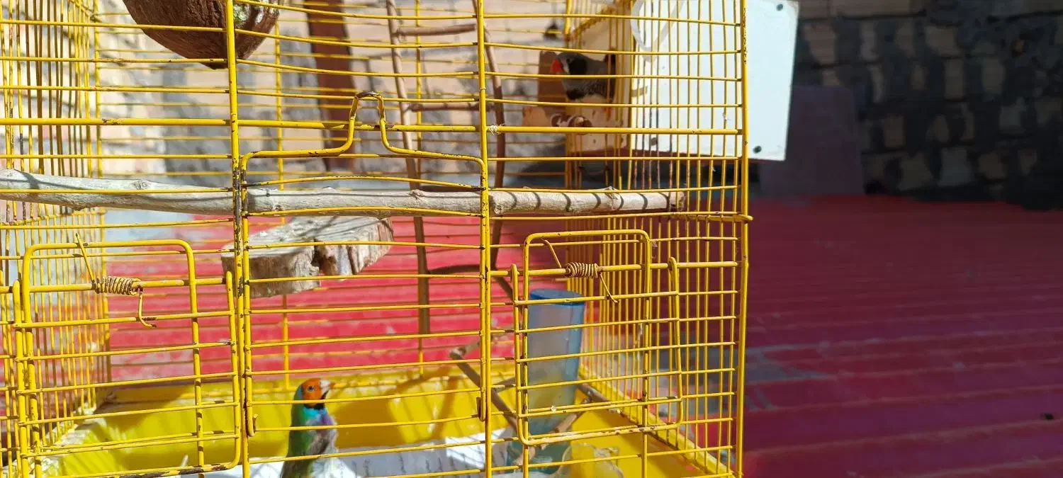 دوعدد فنچ گلدین وزبرا با قفس ولوازم|پرنده|میانه, |دیوار