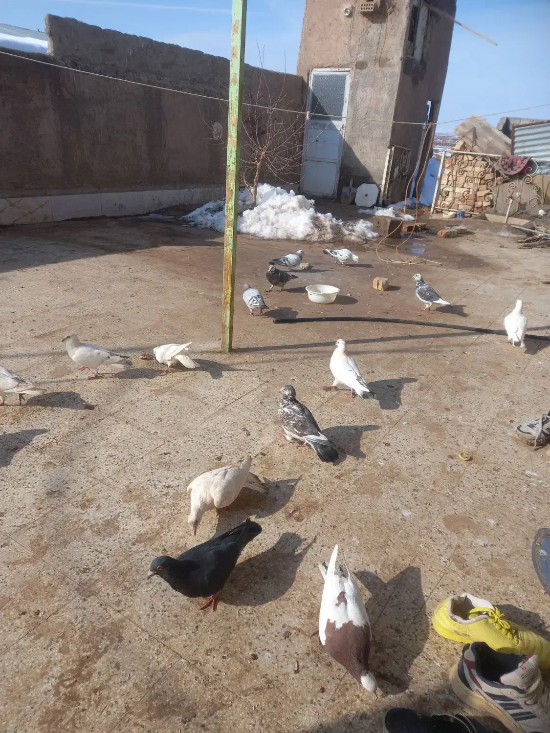 کبوتر|پرنده|فیروزه, |دیوار