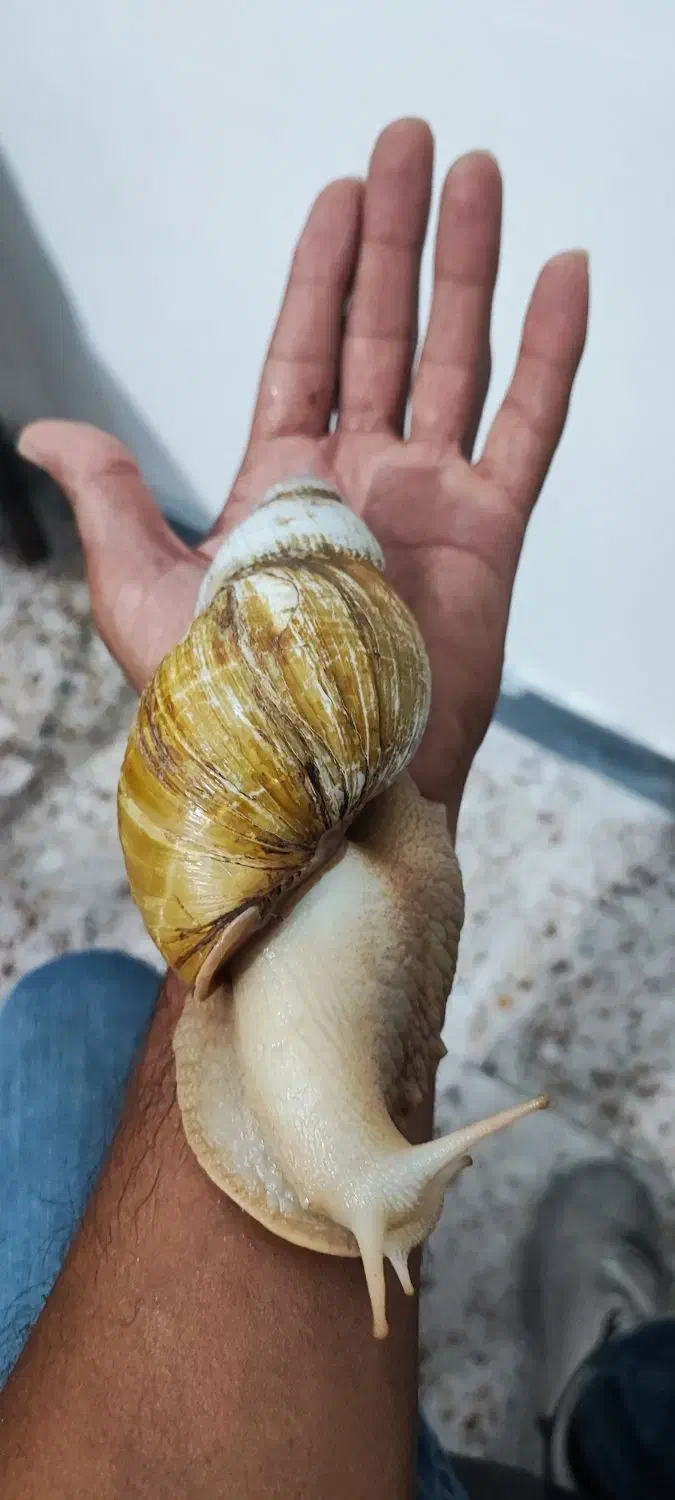 واگذاری تعدادی حلزون چاباتای|خزنده|قشم, |دیوار