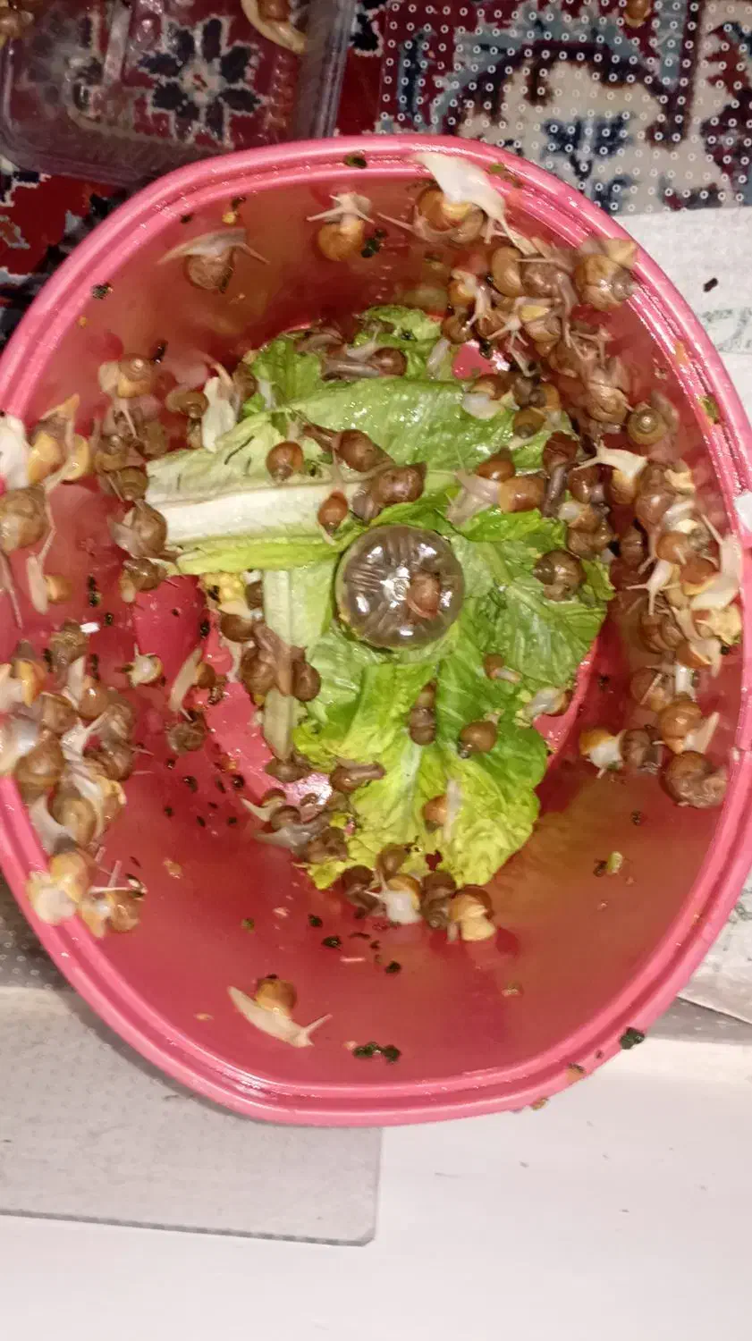 حلزون|خزنده|هشتگرد, شهرک ولیعصر (مهستان)|دیوار