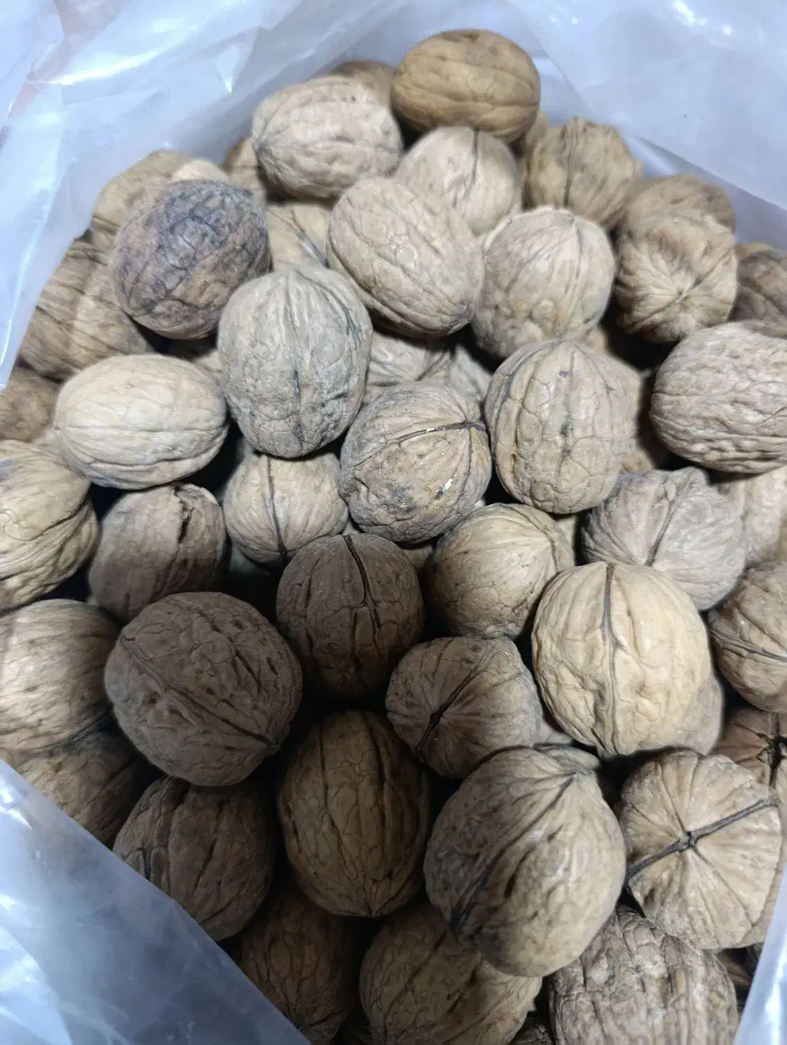 گردو امریکایی|خوردنی و آشامیدنی|اهواز, پردیس|دیوار