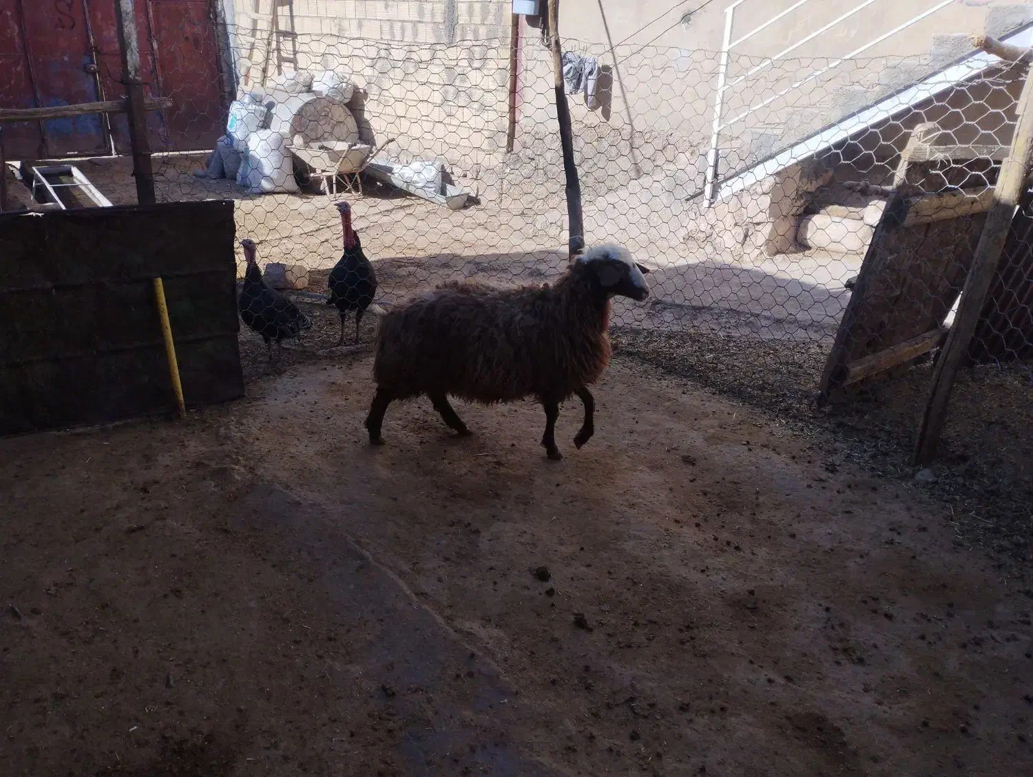 بره|حیوانات مزرعه|کوهدشت, |دیوار