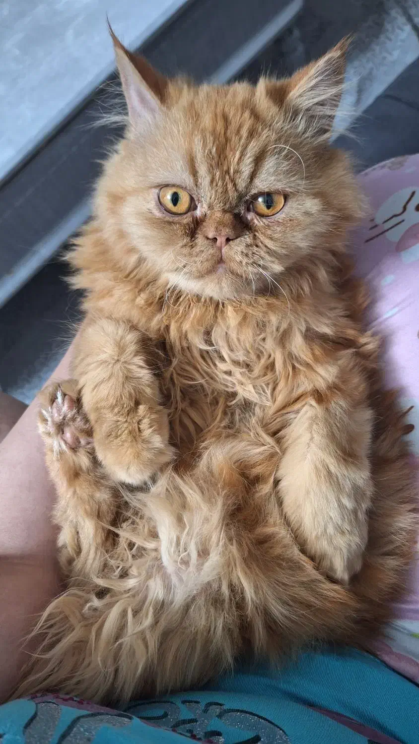 گربه پرشین|گربه|اسلامشهر, شهرک واوان|دیوار