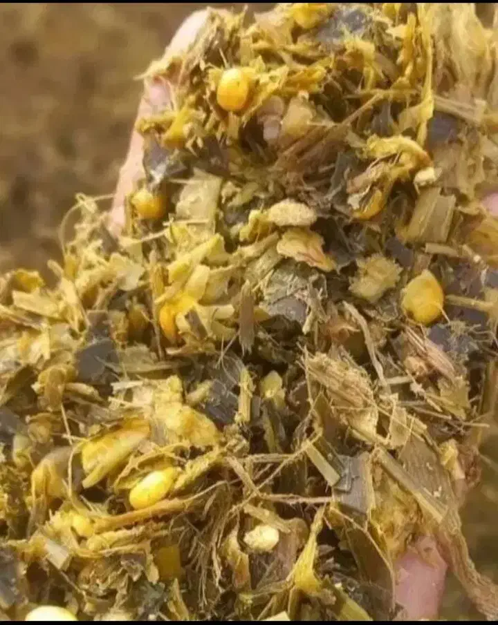 علوفه سوپردان کشت اول کردستان وتفاله چغندر قند|لوازم جانبی حیوانات|سراب, |دیوار