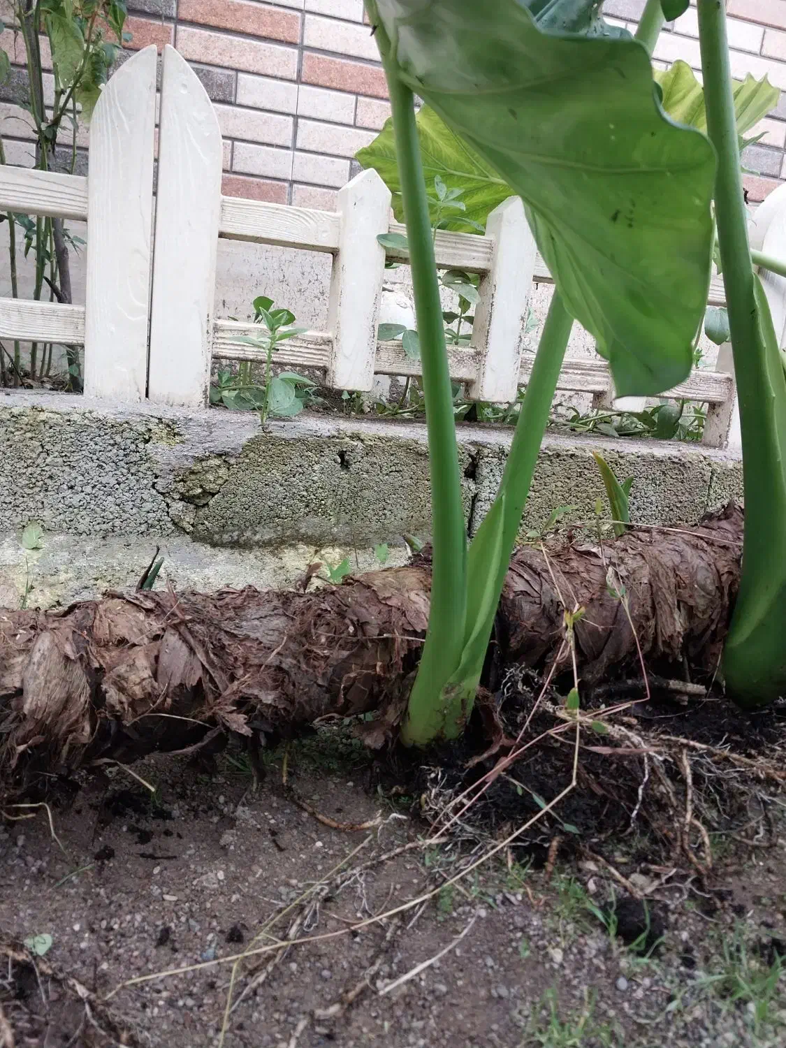 بابا آدم ۳تا بزرگ|گل و گیاه طبیعی|رشت, پیرکلاچای|دیوار