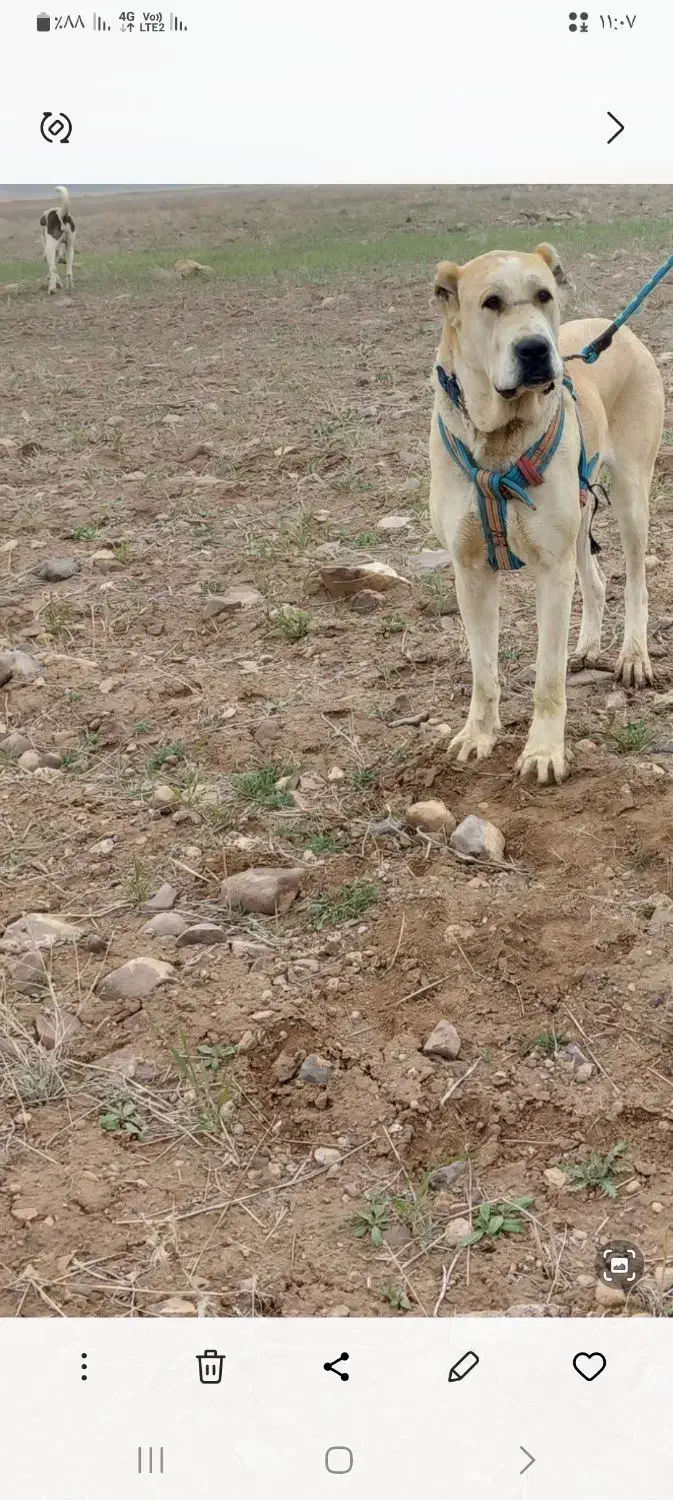 باسلام واگذاری ماده خراسانی|سگ|قوچان, |دیوار