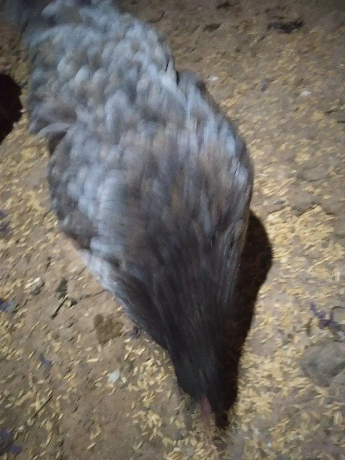 مرغ وخروس|حیوانات مزرعه|شوط, |دیوار