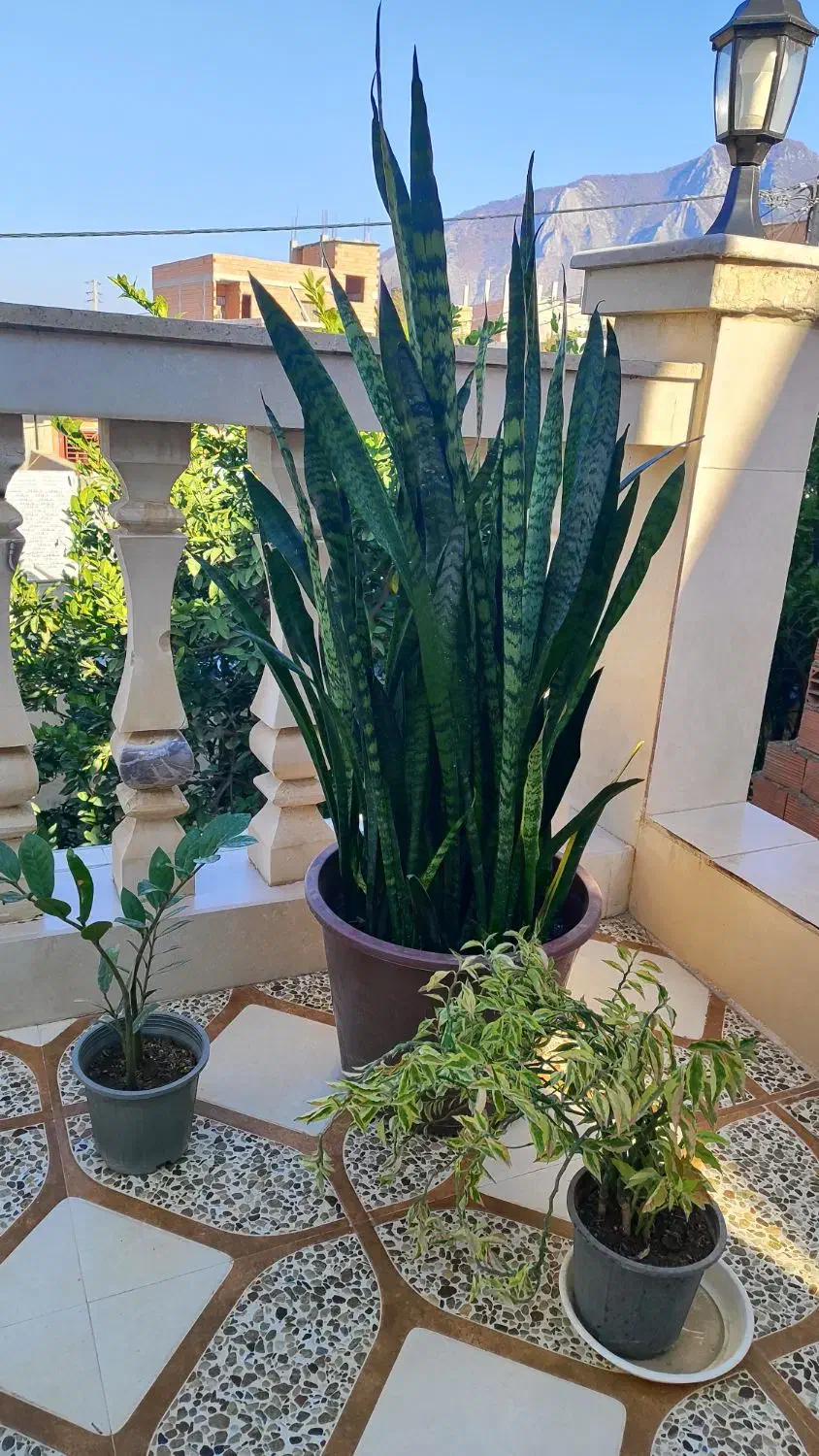 گل سانسوریا زاموفیلیا پدیلانتوس|گل و گیاه طبیعی|گالیکش, |دیوار