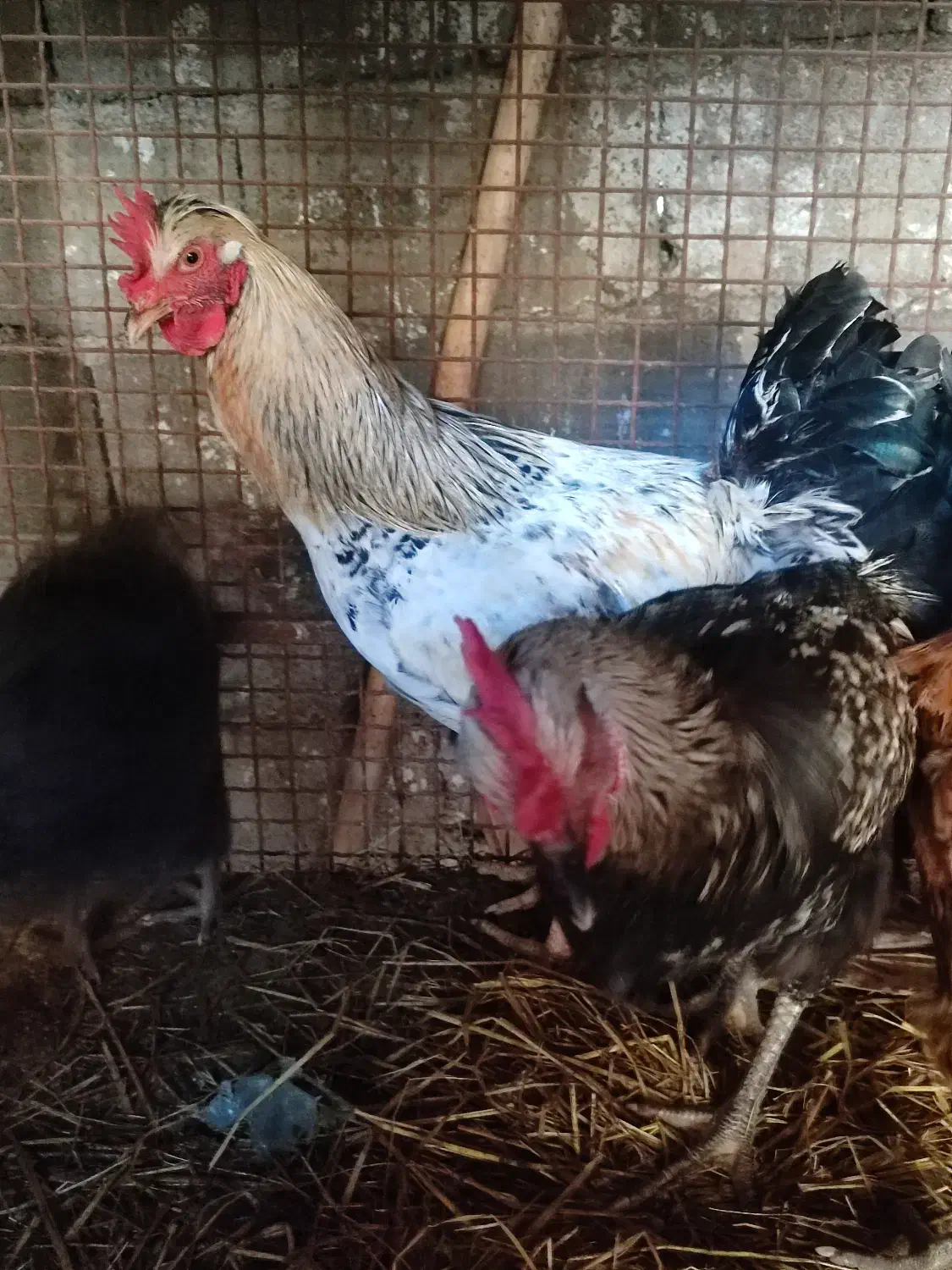 مرغ و غاز و اردک|حیوانات مزرعه|رستمآباد, |دیوار