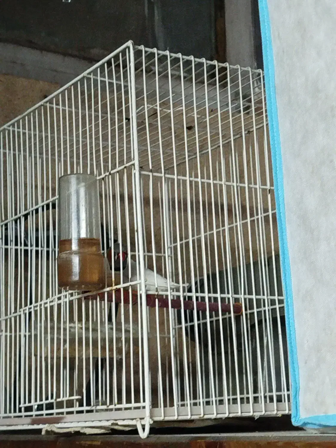 فنچ و مرغ عشق قیمت عالی|پرنده|مشهد, طلاب|دیوار