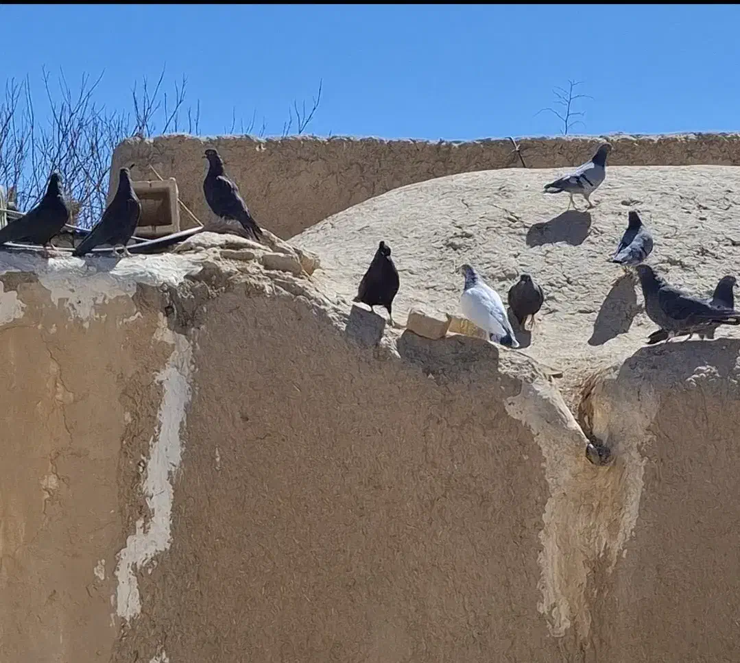 کبوتر کفتر معاوضه با مرغ جوجه مرغ|پرنده|شهرضا, |دیوار